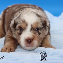 Patriot - Red merle male Miniature Australian Shepherd puppy in Weeki Wachee, Florida from Arlington's Mini Aussies