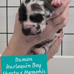 Damon - Harlequin male Great Dane puppy in Longview, Texas from Lazy A Danes