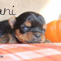 Dani - Black and gold female Yorkshire Terrier puppy in Baker, West Virginia from Majestic Mountain Yorkies