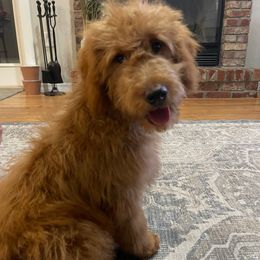 Emmie - Goldendoodle