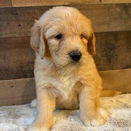 Yellow Collar Boy - Red  male Goldendoodle puppy in San Augustine, Texas from Vintage Doodles