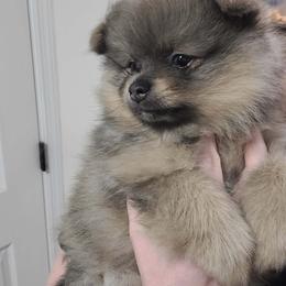 Louie (Lawrence) - Blue sable male Pomeranian puppy in Saint Charles, Missouri from Bisous Pomeranians & Heartland Sh