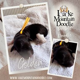 Golden - Chocolate female Double Doodle puppy in Eagle Mountain, Utah from Lake Mountain Doodle