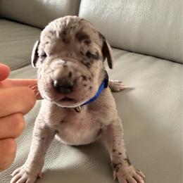 Hancock - Merle male Great Dane puppy in Plano, Texas from Blue Thunder Danes