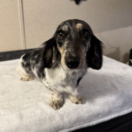Briar - Dachshund