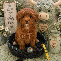 Hazel-yellow - Red  female Goldendoodle puppy in Stockton, Utah from Mustanghills Doodles and Poodles