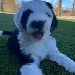 Magnolia - Sheepadoodle puppy from Desert Lily Doodles