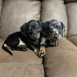 Dachshund Puppies from Johnson’s Weiner Farm