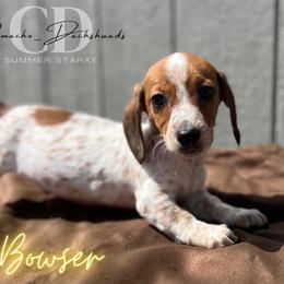 Dachshund Puppies from Camacho_Dachshunds