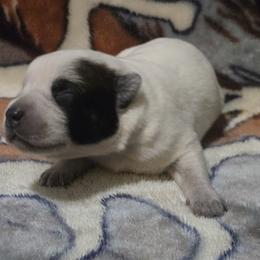 Girl 2 - female Australian Cattle Dog puppy in Canton, Pennsylvania from DNB Heelers