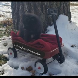 Pomeranian Puppies from Fancy Paws Pomeranian
