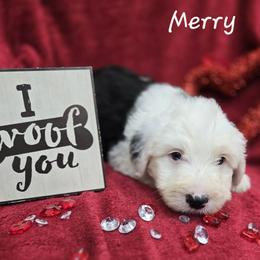 Merry - Gray and white female Old English Sheepdog puppy in Sutherlin, Oregon from Sapphire Eyes Sheepdogs