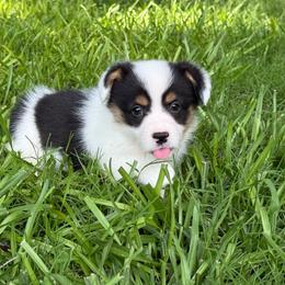 Mismark Girl - Black and white female American Corgi puppy in Nashville, Arkansas from Whisenhunt Farms
