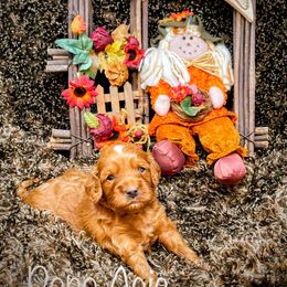 Goldendoodle Puppies from Ming’s Dynasty Doodles