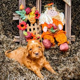 Goldendoodle Puppies from Ming’s Dynasty Doodles