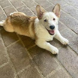 Girl 3 - White and red Pembroke Welsh Corgi puppy in Ridgeland, South Carolina from FOF Lowcountry Corgis