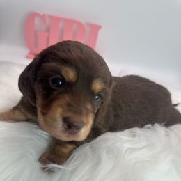 Godiva - Chocolate female Dachshund puppy in Saginaw, Texas from Saginaw Dachshunds