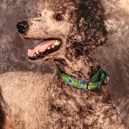 Dusty - Poodle