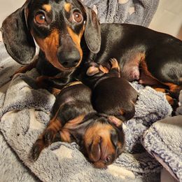 Daisy - Dachshund