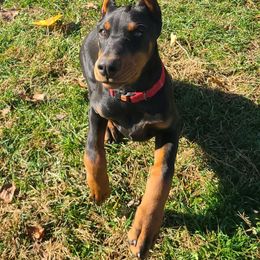 Doberman Pinscher Puppies from JM Dobermans