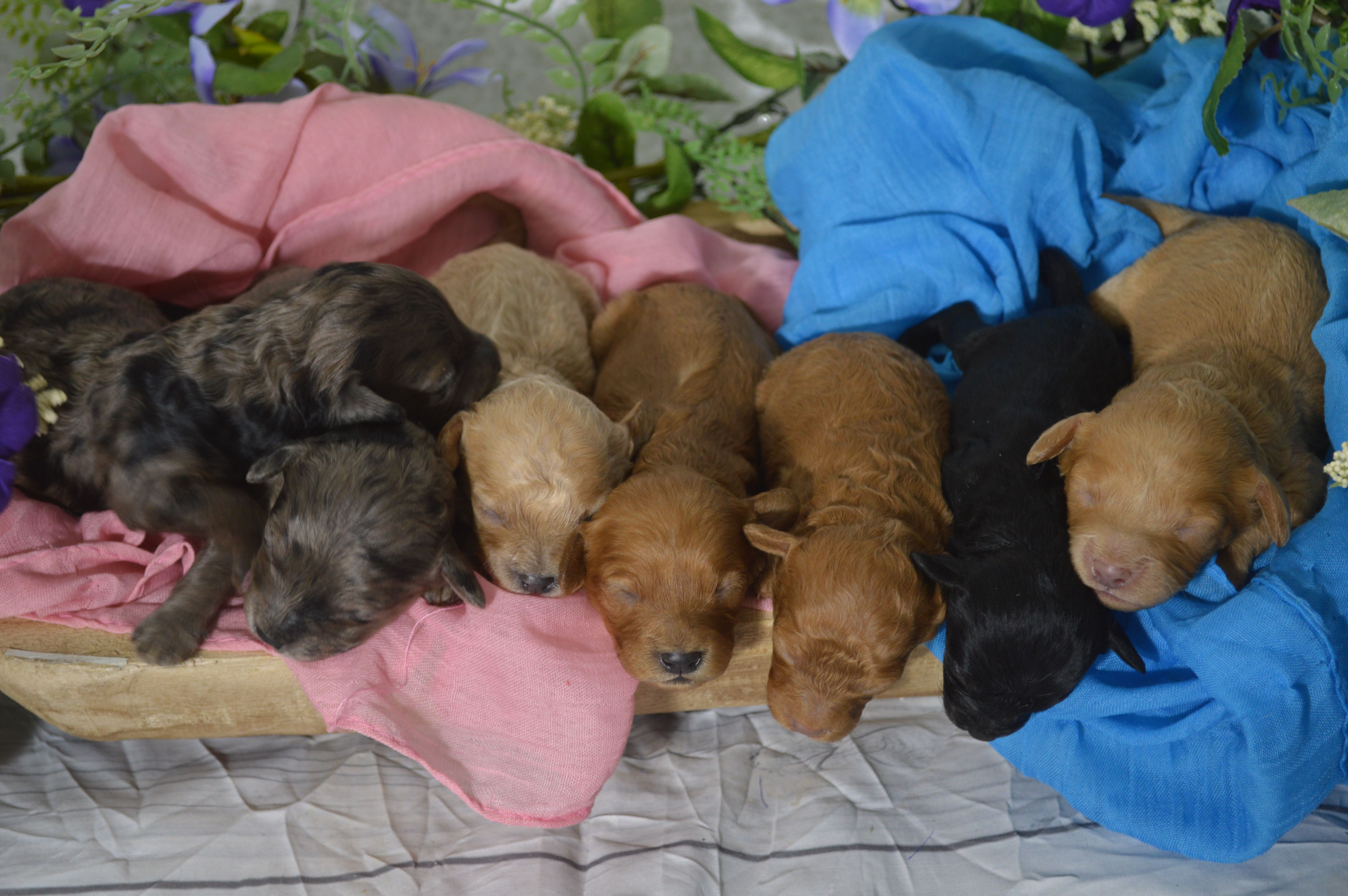 Gemini's Cavapoos in Georgia | Cavapoo, Maltipoo or Poodle puppies