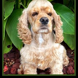 Turk - Cocker Spaniel