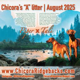 Rhodesian Ridgeback puppies from Chicora Rhodesian Ridgebacks