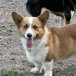 Ziggy - Pembroke Welsh Corgi