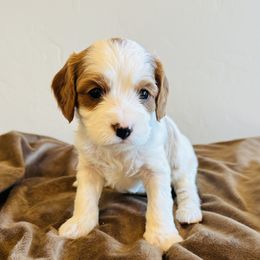 Ash - White male Cavapoo puppy in Malad City, Idaho from FreckledCowgirlPuppies