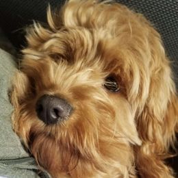 Olive - Cockapoo