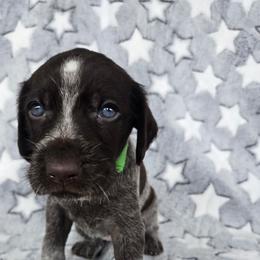 Green Girl - Liver and white female German Wirehaired Pointer puppy in Potosi, Wisconsin from Point and Flush Gun Dogs