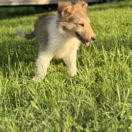 Turbo - Sable and white male Collie puppy in Plato, Minnesota from Minnesota Collies