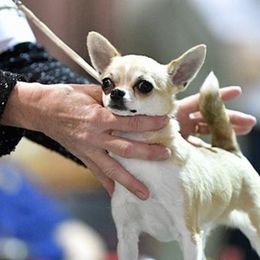 Chihuahuas from Tivoli Chihuahuas
