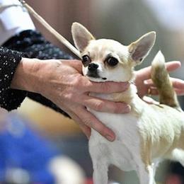 Chihuahuas from Tivoli Chihuahuas