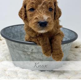 Knox - Red  male Goldendoodle puppy in State Road, North Carolina from Must Love Doodles