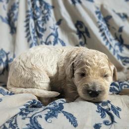 Draco - White male Sheepadoodle puppy in Austin, Texas from Darling Doodles
