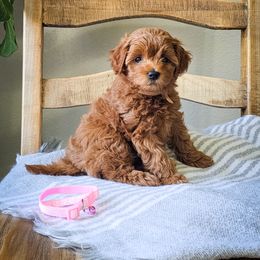 Aussiedoodle and Goldendoodle Puppies from JMR Aussies and Doodles