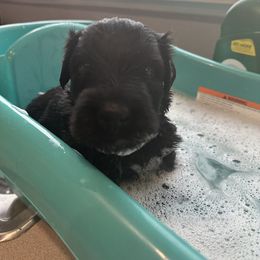 Black Russian Terrier Puppies from Nova Noir