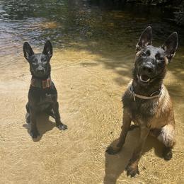 Belgian Malinois and Dutch Shepherd Puppies from Berserker Malinois Kennel