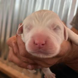 Great Pyrenees Puppies from Outlaw Acres Kennels
