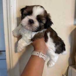 Mauve - Tricolor male Shih Tzu puppy in Fresno, California from Jas’ ClassnSass