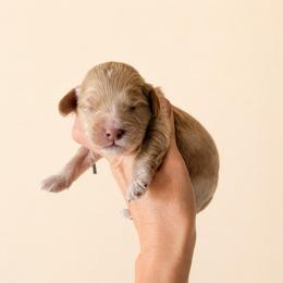 Toby (Keith) - Caramel cream male Australian Labradoodle puppy in Millville, California from Hope Lane Kennels