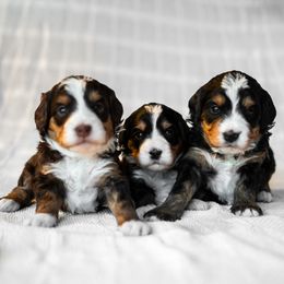 Bernedoodles from Truckee Doodles