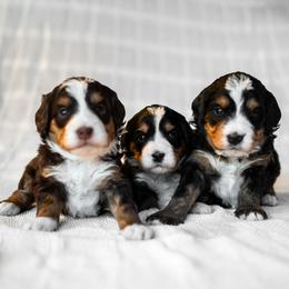 Bernedoodles from Truckee Doodles