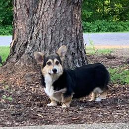 American Corgis and Pembroke Welsh Corgis from Morse Corgis