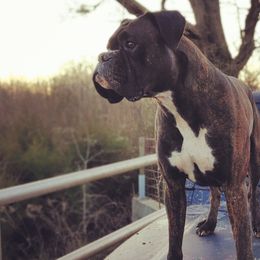 Australian Cattle Dogs and Boxers from Wahachee Creek Kennel