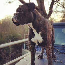 Australian Cattle Dogs and Boxers from Wahachee Creek Kennel