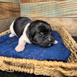 Ghirardelli - White and black male Newfoundland puppy in Tully, New York from Bear Paw Newfoundlands