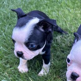St. Male (orange collar) - Black and white male Boston Terrier puppy in Mc Donough, Georgia from Ballard Boston Terriers