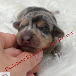 Beautiful - Dapple female Dachshund puppy in Prescott, Arizona from Dachshund Family Love Breeders